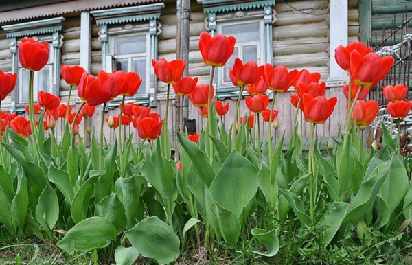 tulips planting and care outdoors in spring after flowering