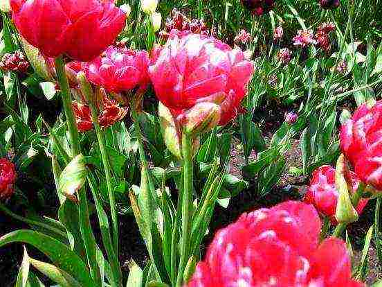 tulips planting and care outdoors in spring after flowering