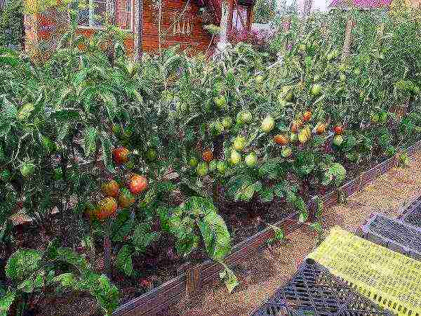 outdoor tomato care from planting to harvest