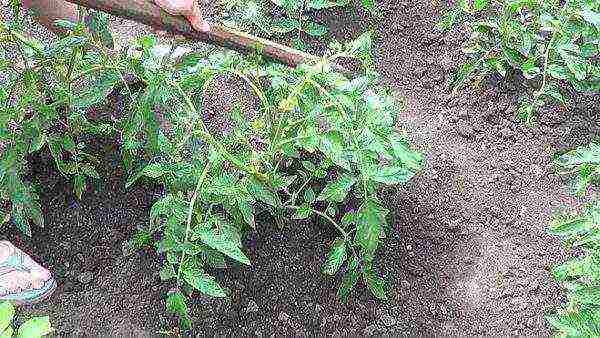 outdoor tomato care from planting to harvest