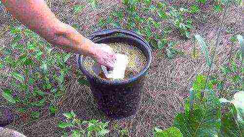 outdoor tomato care from planting to harvest