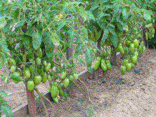 outdoor tomato care from planting to harvest