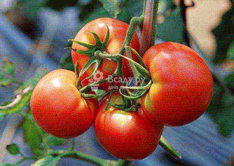 outdoor tomato care from planting to harvest