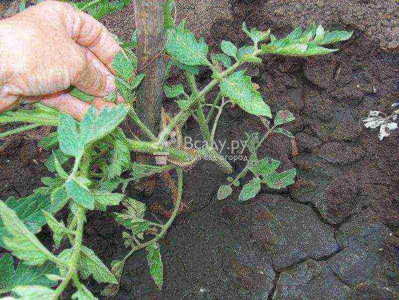 outdoor tomato care from planting to harvest