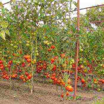 outdoor tomato care from planting to harvest