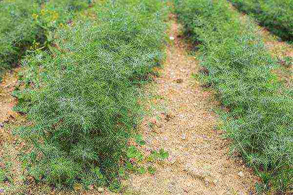 dill planting and care outdoors in summer