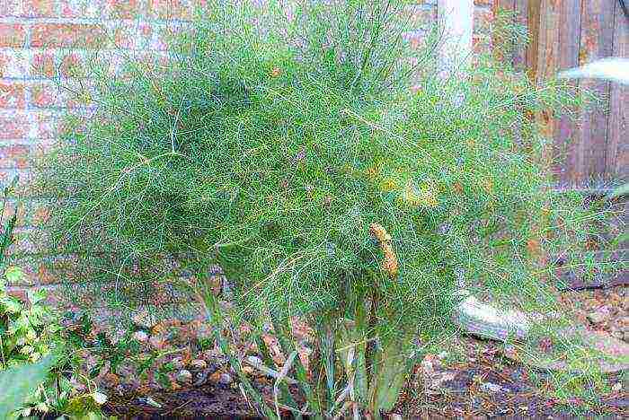 dill planting and care outdoors in summer