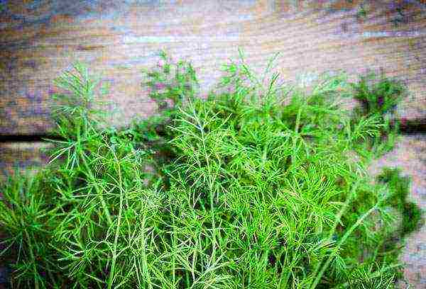 dill planting and care outdoors in summer