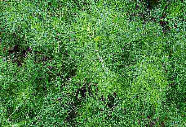 dill planting and care outdoors in summer