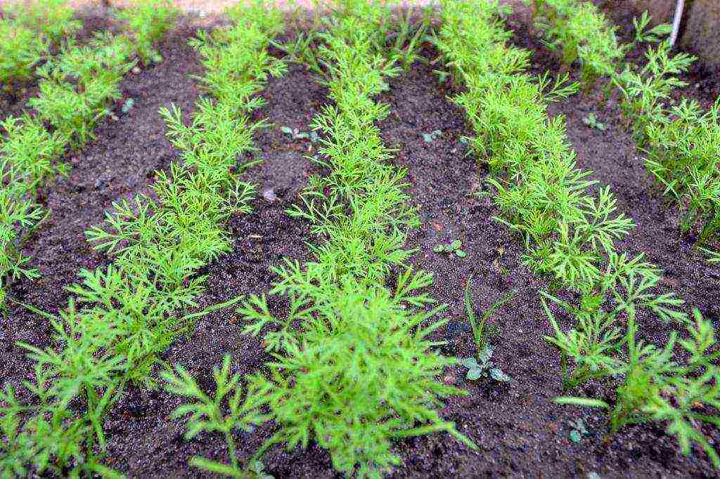 dill planting and care in the open field in the fall