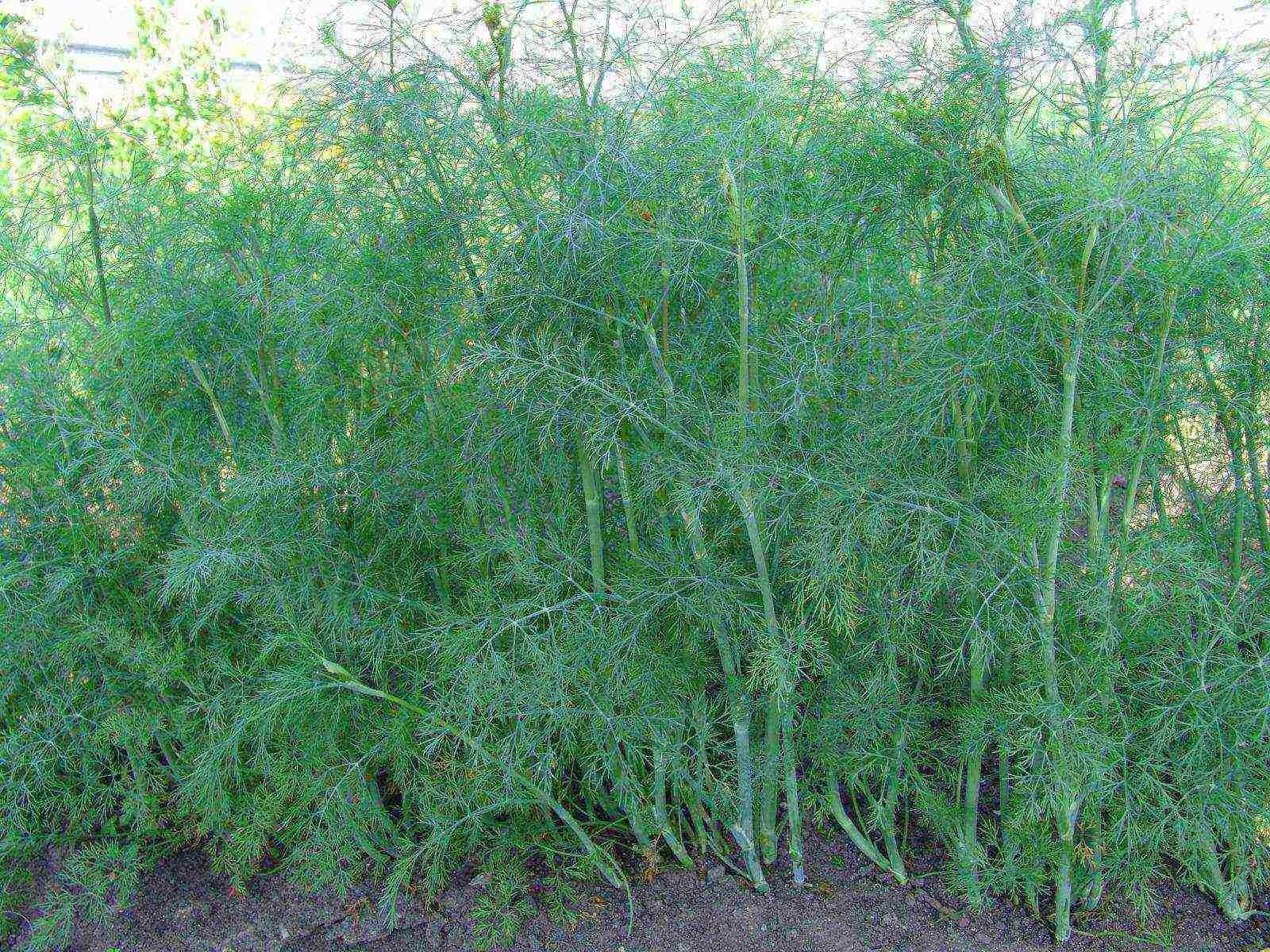 dill planting and care in the open field in the fall