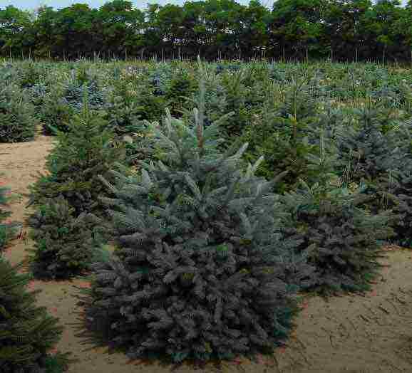 coniferous seedlings were grown in the arboretum