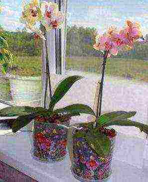 in which pots to grow orchids at home