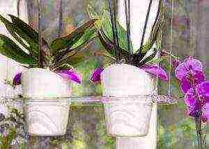 in which pots to grow orchids at home