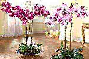 in which pots to grow orchids at home