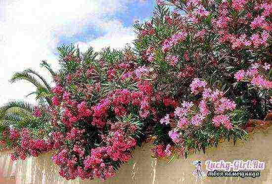 in what conditions can you grow oleander in the garden