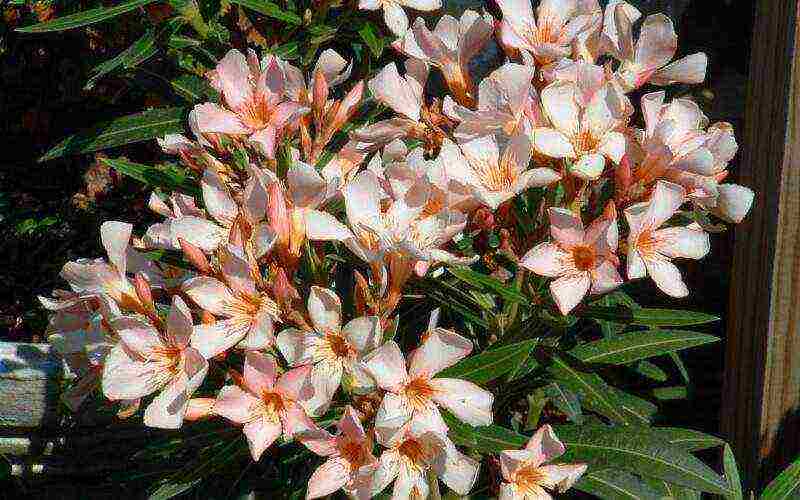 in what conditions can you grow oleander in the garden