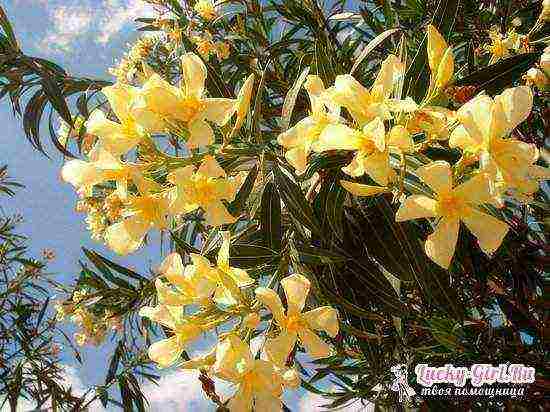 in what conditions can you grow oleander in the garden