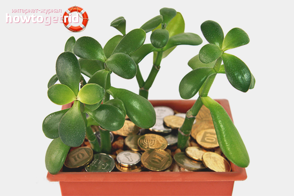 in what soil to grow a money tree at home