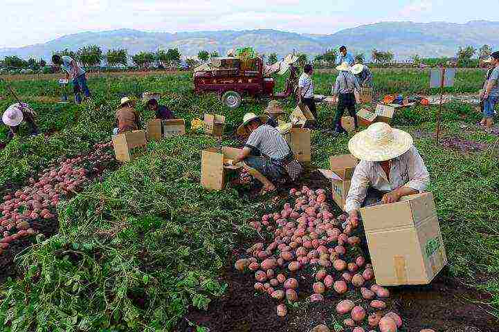 which country is the most grown potato