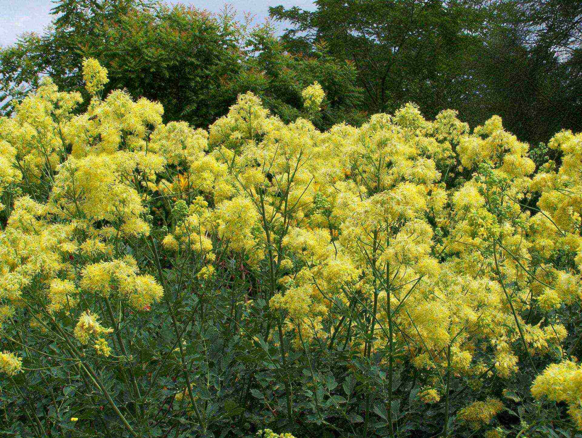 basilist planting and care in the open field in the suburbs