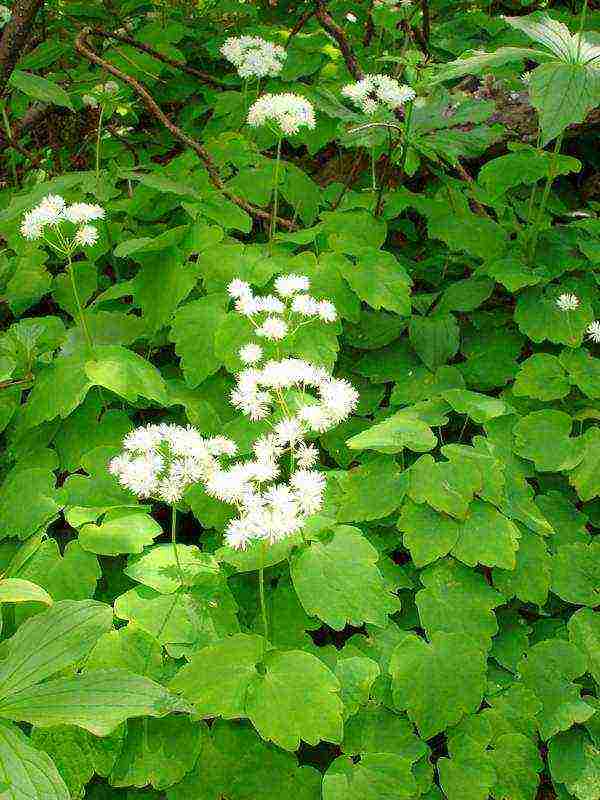 basilist planting and care in the open field in the suburbs