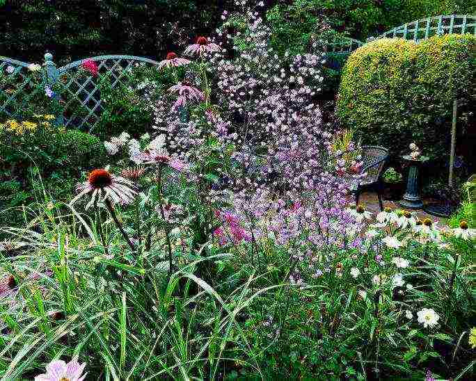 basilist planting and care in the open field in the suburbs