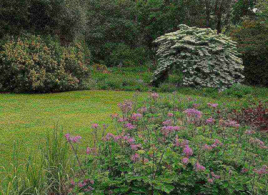 basilist planting and care in the open field in the suburbs