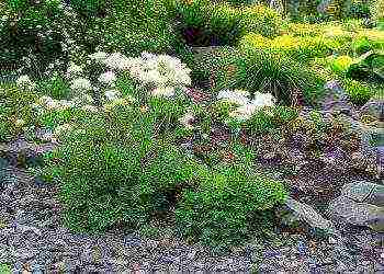 basilist planting and care in the open field in the suburbs