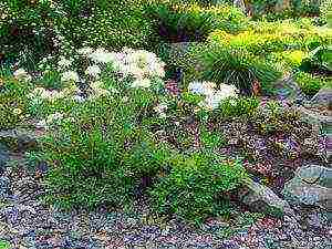 basilist planting and care in the open field in the suburbs