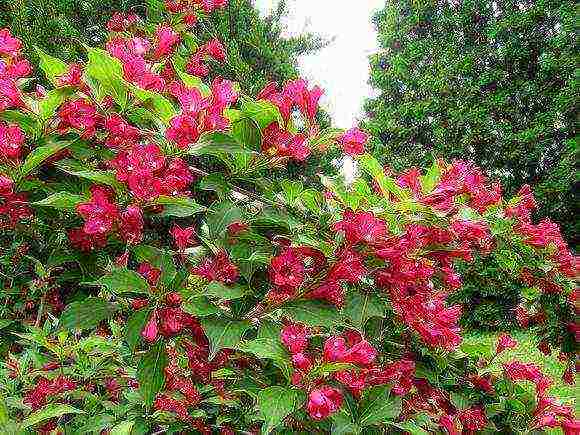 weigela bristol ruby ​​planting and care in the open field