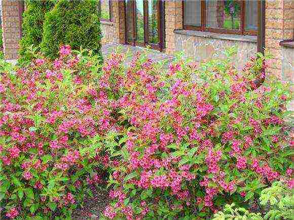 weigela bristol ruby ​​planting and care in the open field