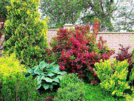 weigela blooming minor black planting and care in the open field