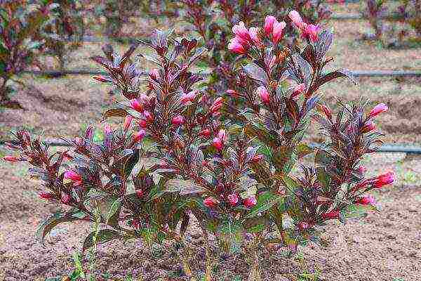 weigela blooming minor black planting and care in the open field