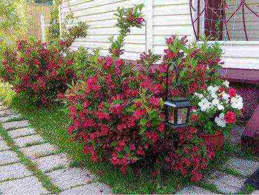 weigela blooming minor black planting and care in the open field