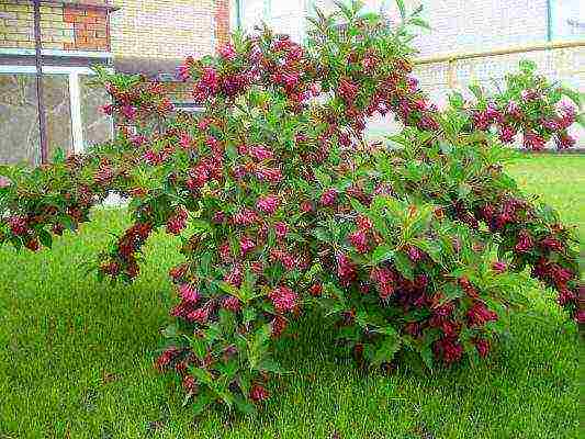 weigela blooming minor black planting and care in the open field