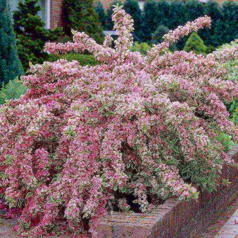 weigela blooming minor black planting and care in the open field