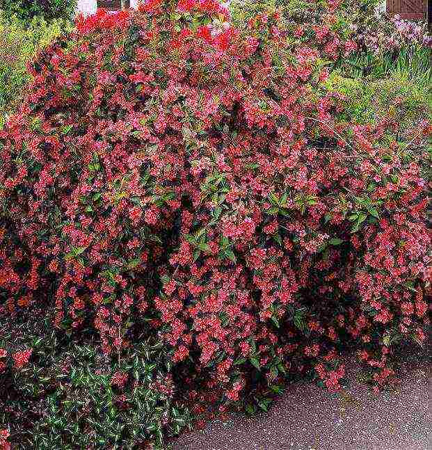 weigela blooming minor black planting and care in the open field