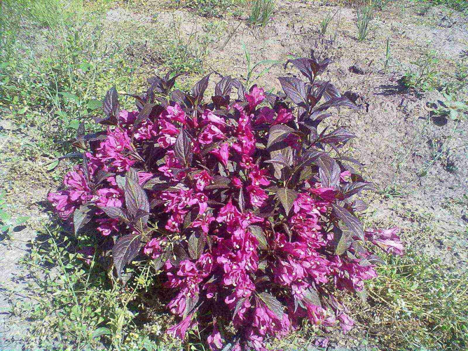 weigela blooming minor black planting and care in the open field