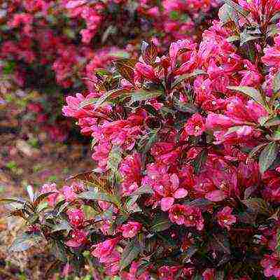 weigela blooming minor black planting and care in the open field