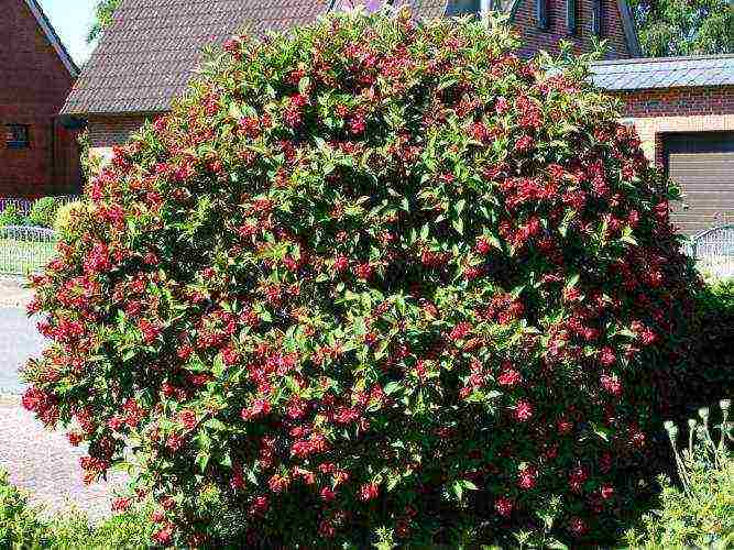 weigela blooming minor black planting and care in the open field