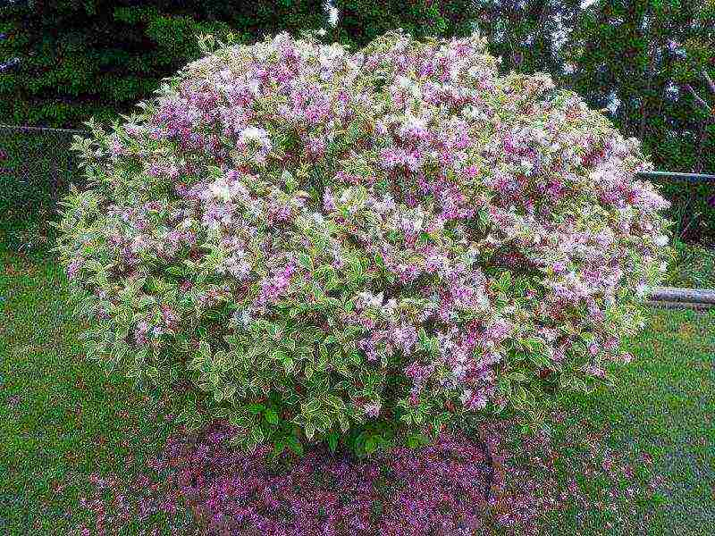 weigela blooming minor black planting and care in the open field