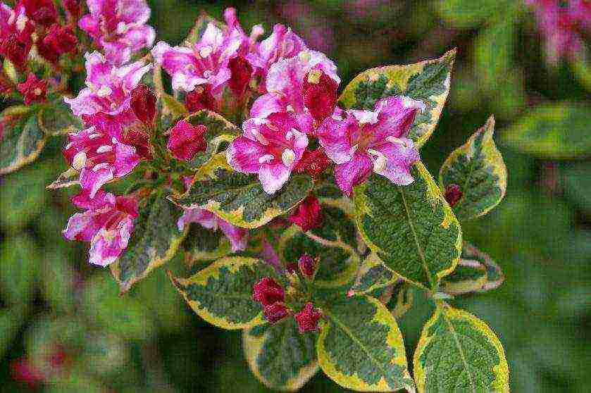 weigela blooming minor black planting and care in the open field