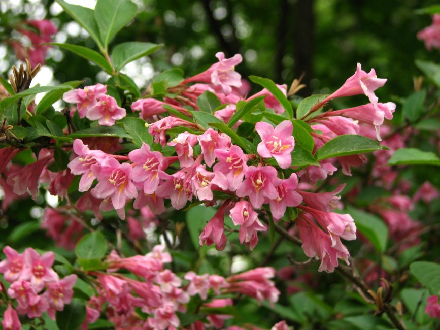 weigela blooming minor black planting and care in the open field