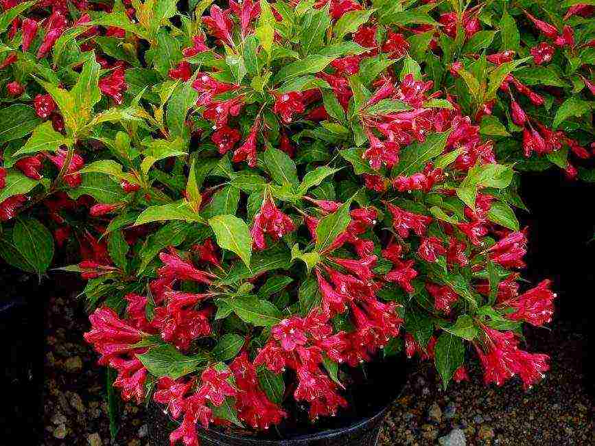 weigela blooming minor black planting and care in the open field