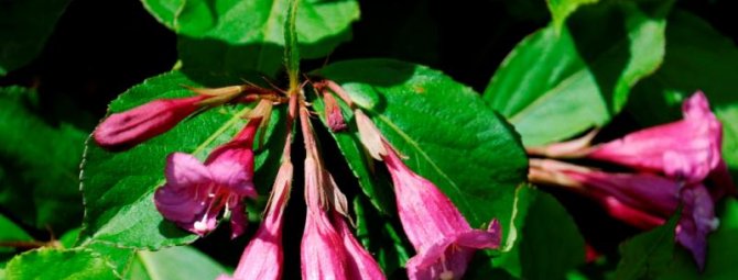 weigela blooming minor black planting and care in the open field