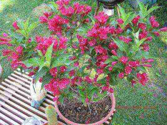 weigela eva ratke planting and care in the open field