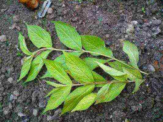 weigela eva ratke pagtatanim at pangangalaga sa bukas na bukid