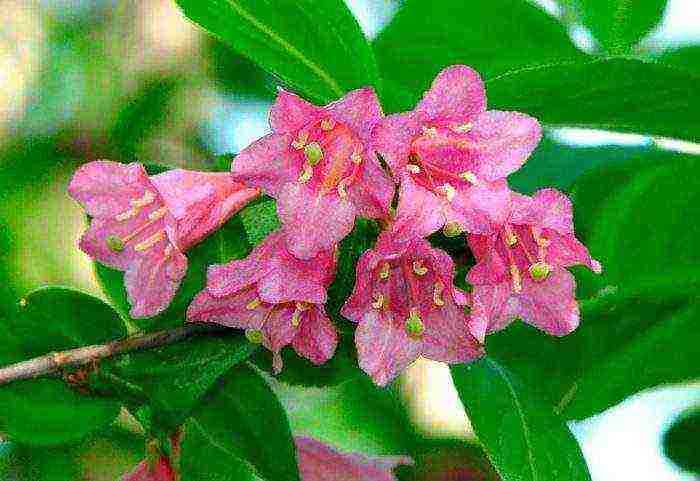 weigela eva ratke planting and care in the open field