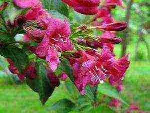 weigela eva ratke planting and care in the open field